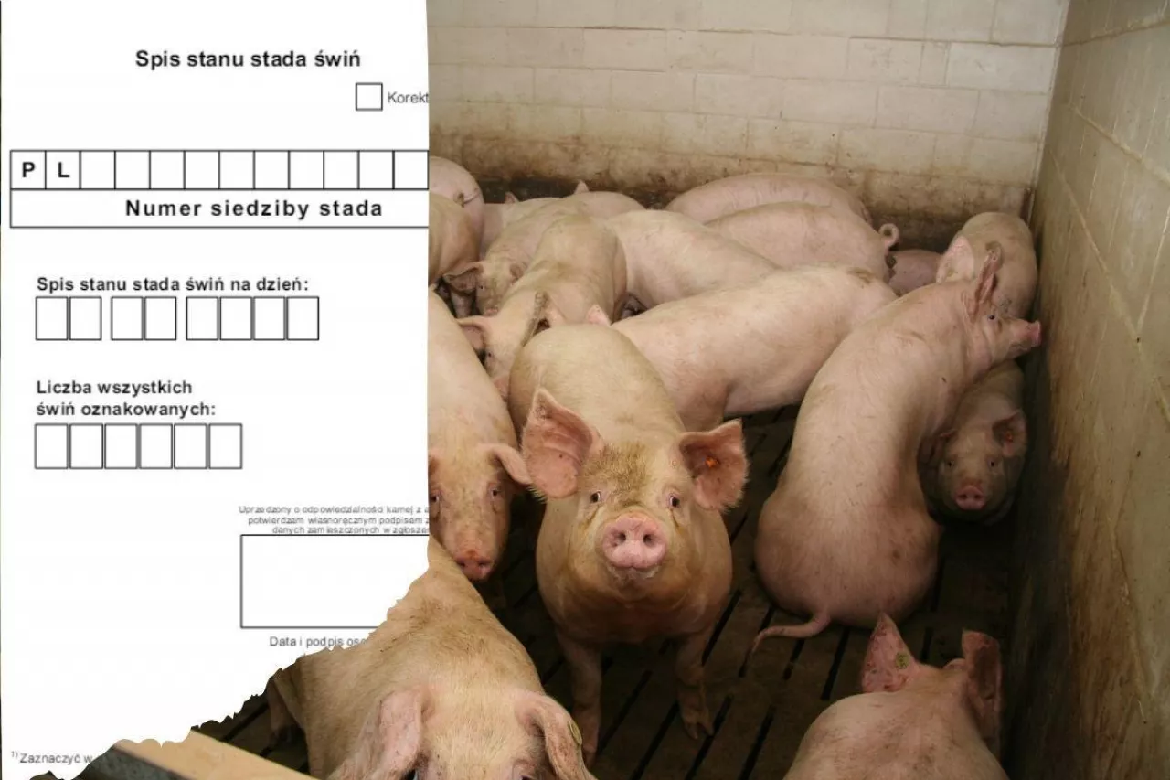 Czy obowiązek spisu stanu stada świń zostanie zniesiony?