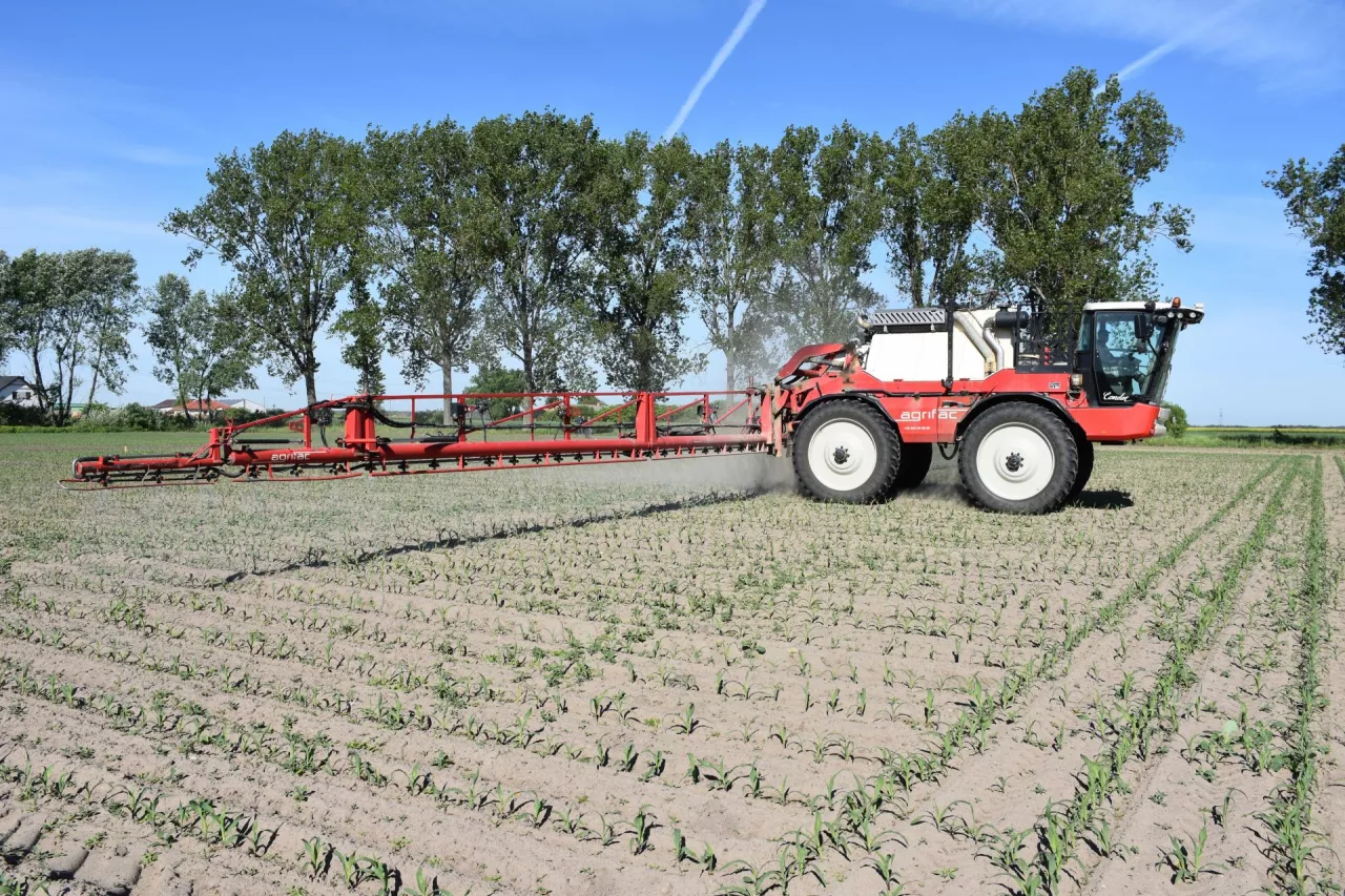 Ochrona kukurydzy przed chwastami. Jaki oprysk sprawdzi się najlepiej?