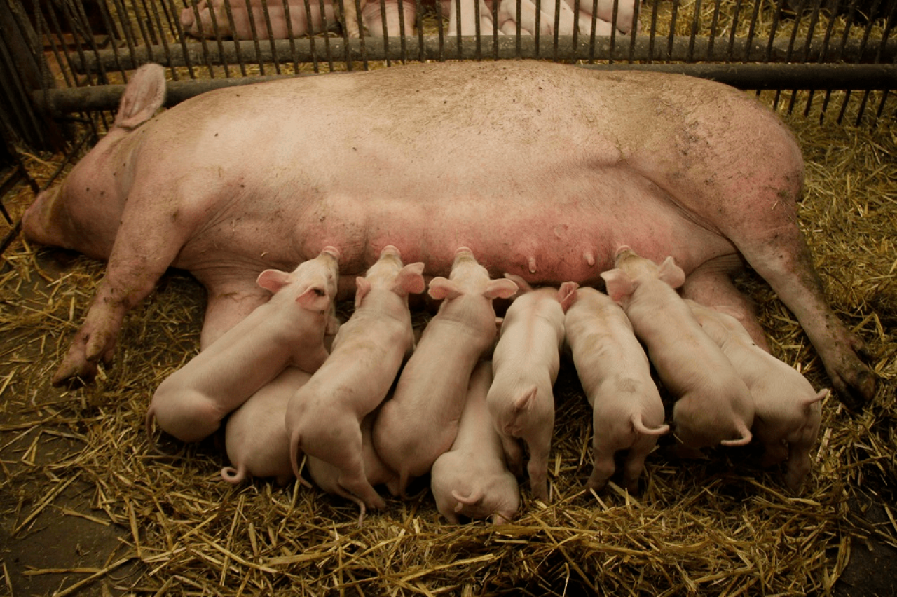 W woj. wielkopolskim ciągle produkuje się najwięcej wieprzowiny w Polsce. Najmniejsze stada są w Małopolsce i na Podkarpaciu. Nadal spada liczba stad świń w Polsce...