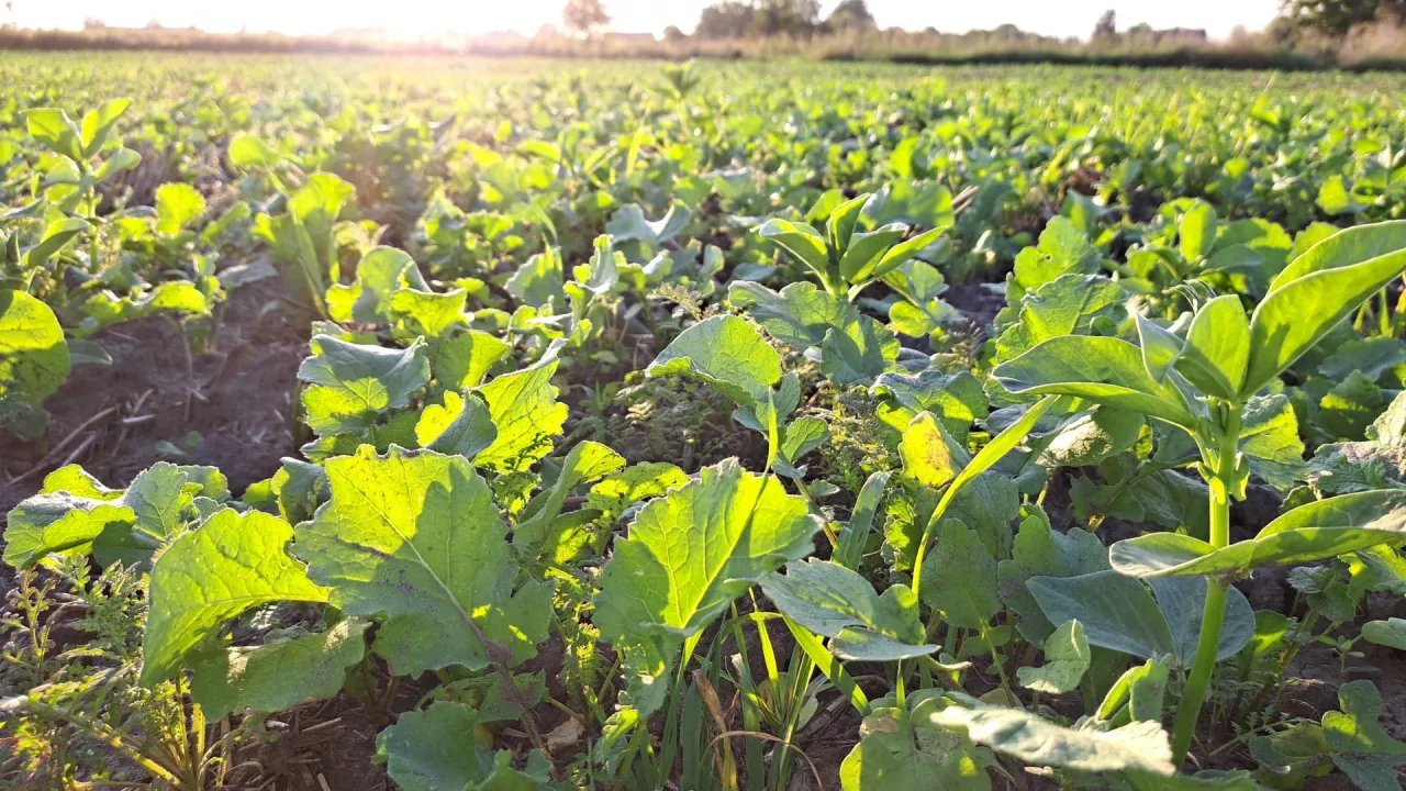 Międzyplony to dziś standard w niemal wszystkich płodozmianach. Nie siejmy ich byle jak. Zadbane dadzą wymierne korzyści w postaci dodatkowego zastrzyku materii organicznej i składnikow pokarmowych.