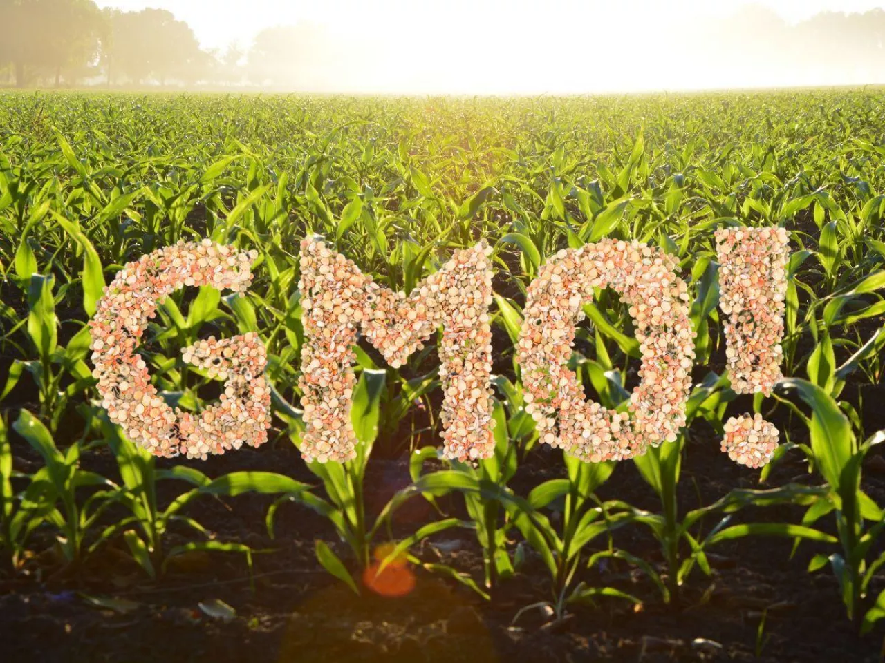 Ponad 2600 kontroli upraw GMO. Co sprawdzają inspektorzy?