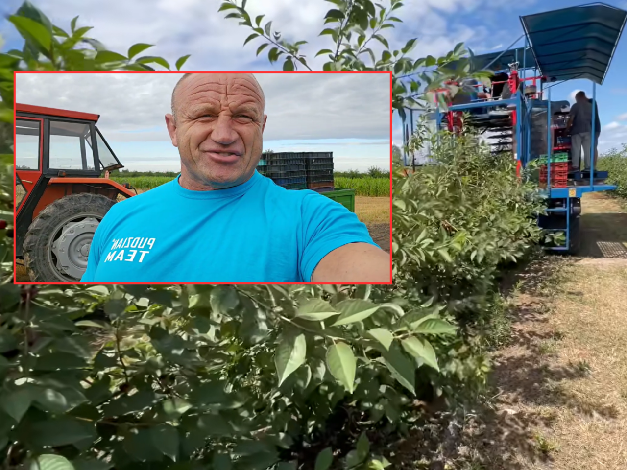 Pudzian zbiera wiśnie trzema kombajnami