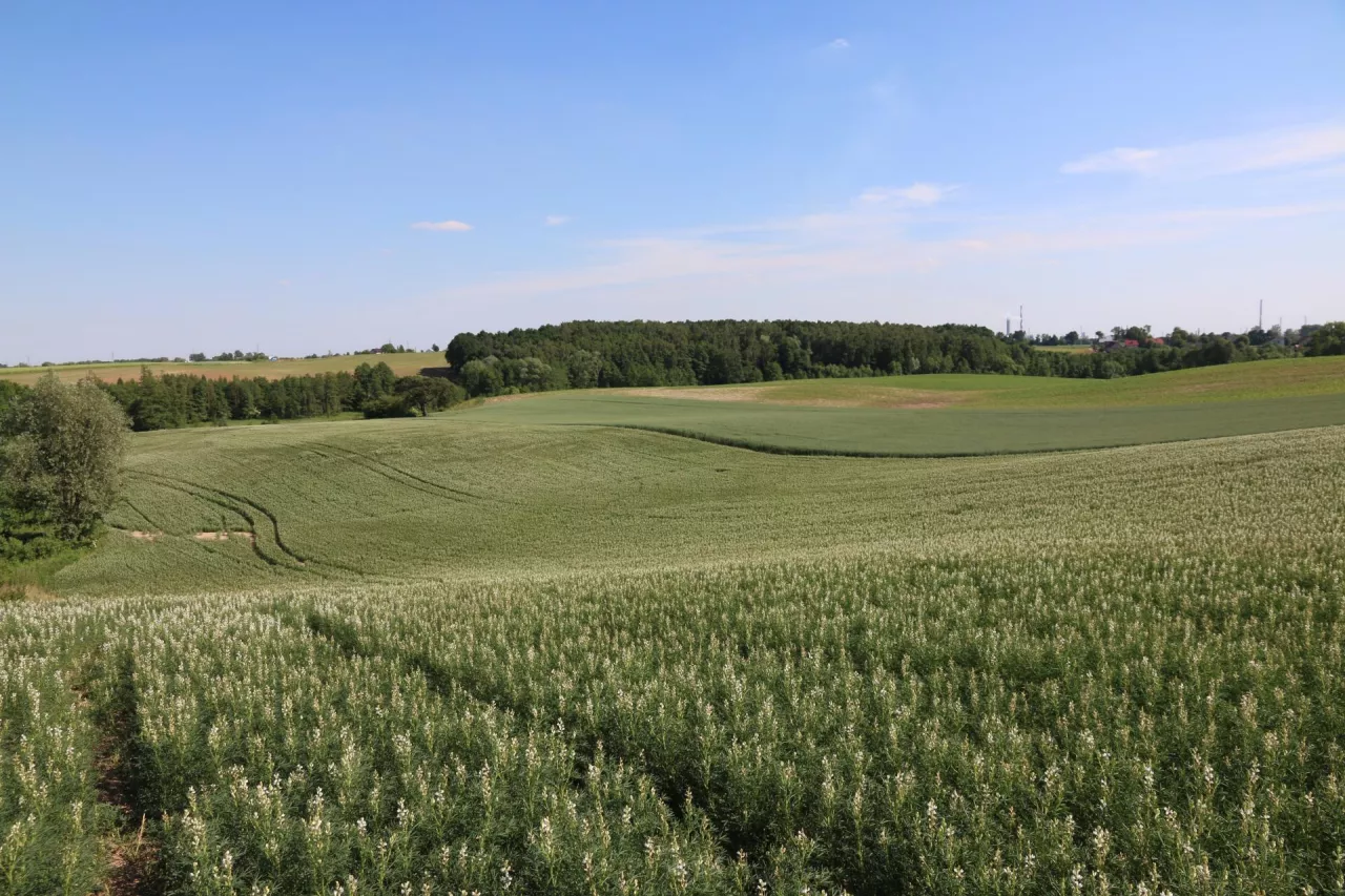 Destatis: Jak zmieniły się ceny gruntów rolnych w Niemczech w 2023?