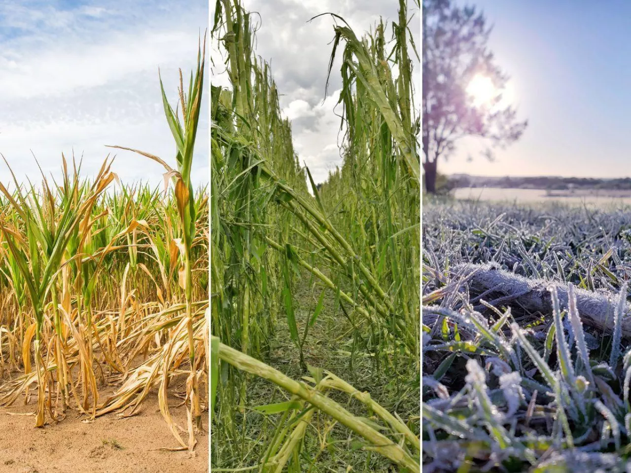 Rolnicy żądają ogłoszenia stanu klęski żywiołowej. ”Plon pszenicy to 3 tony”