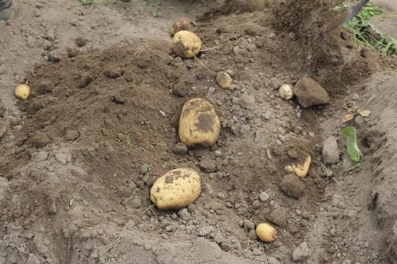 Ziemniaki jadalne odmiany Colomba na oborniki z kurnika