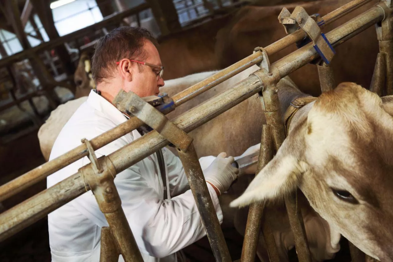 USA: Co piąta wołowina bez antybiotyków z pozostałościami leków