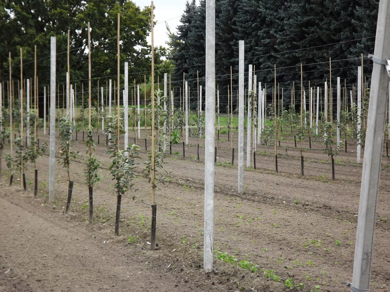 Chcąc oczekiwać właściwego rozwoju drzew owocowych należy zadbać o dobre przygotowanie stanowiska z wyeliminowaniem choroby replantacyjnej