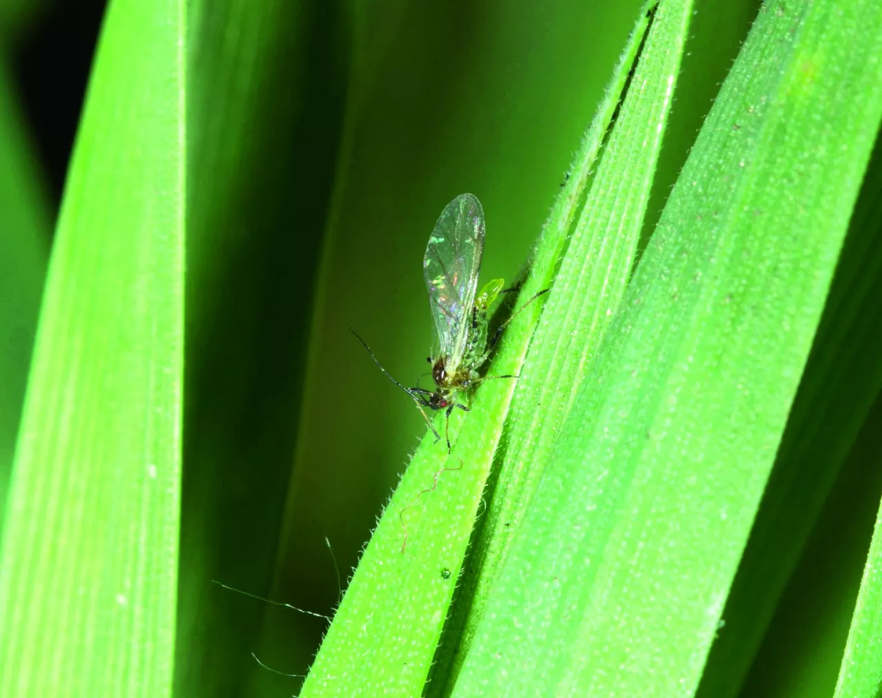 Mszyce występujące jesienią są wektorami wirusów.