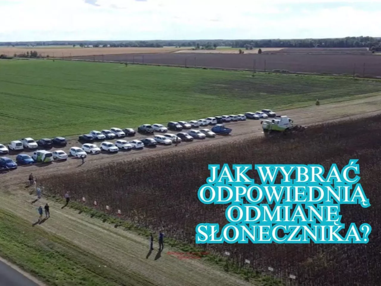 Słonecznik daje dobry plon nawet w suszy. Na co zwrócić uwagę przy wyborze odmian? [WIDEO]