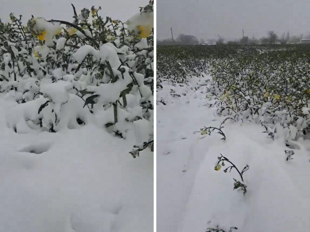Śnieg zasypał kwitnący rzepak w Bułgarii