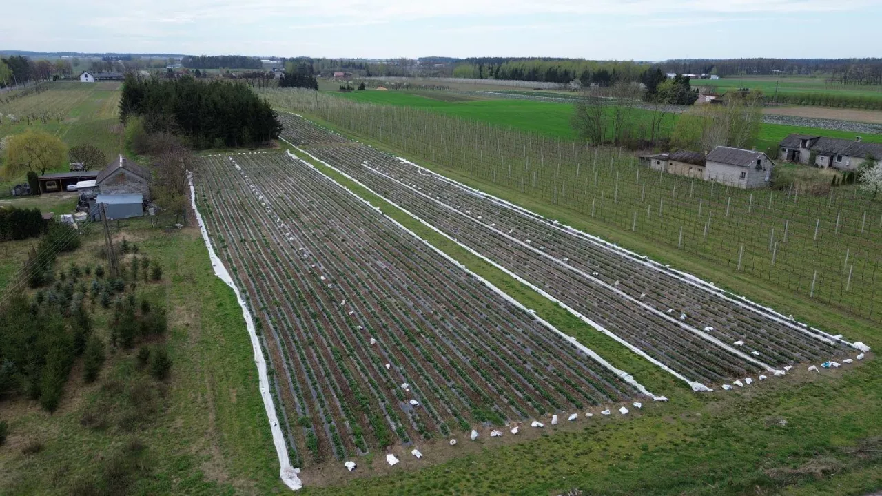 Plantacja truskawek