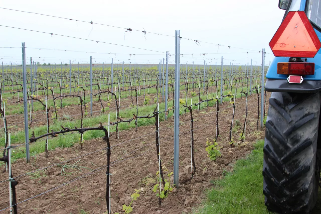 Na koniec marca 2025 r. mieliśmy w Polsce 673 plantatorów, którzy uprawiali winorośl na powierzchni 1023 ha