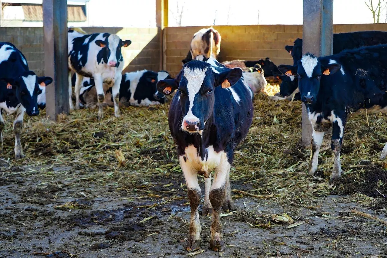 Zainstalowali inteligentną halę udojową. Ukraińskie gospodarstwo zwiększa produkcję mleka