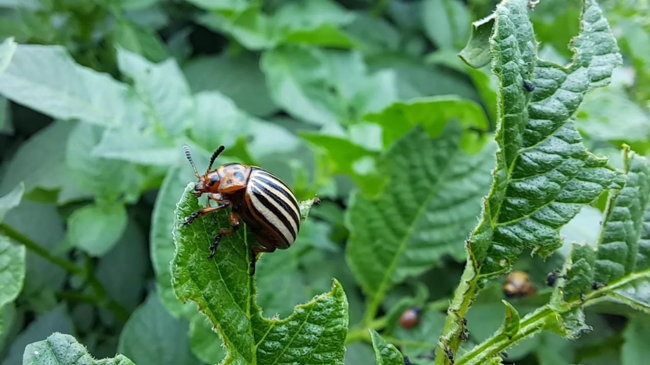Stonka ziemniaczana i mszyce (po prawej mszyca brzoskwiniowa) to niezmiennie najważniejsze szkodniki w ziemniaku, oprócz wcześniejszych glebowych rolnic czy drutowców.