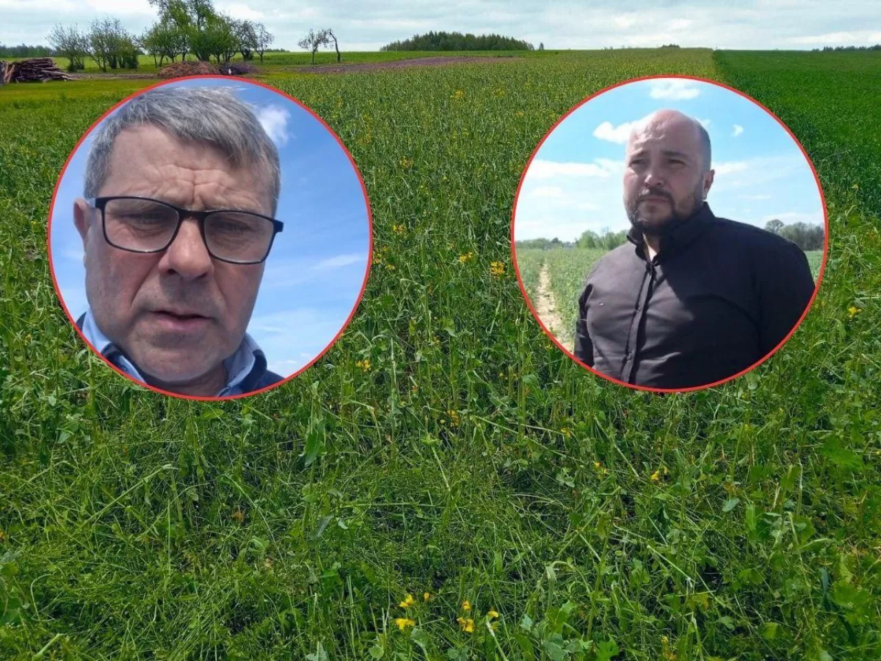 Dramat rolników spod Piotrkowa. ”Wsadzili pieniądze w plon, którego nie zbiorą”