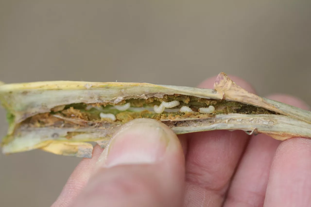 Larwy chowacza czterozębnego w ogonku liściowym rzepaku