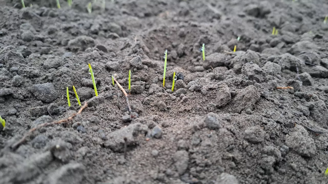 mgła woda na glebie i pszenicy