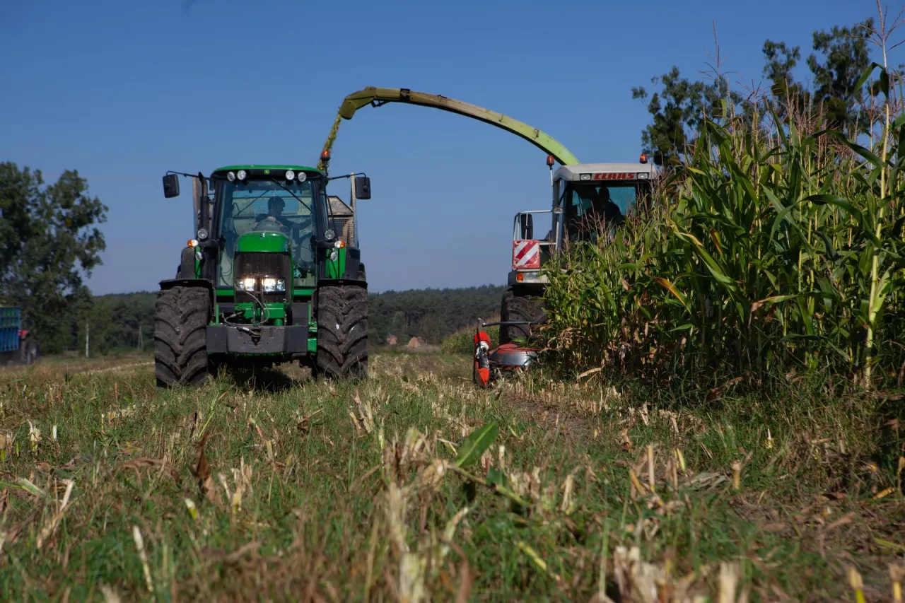 uprawa kukurydzy na kiszonkę