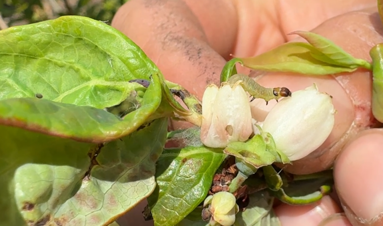 Szkodniki na borówkach mają się całkiem dobrze