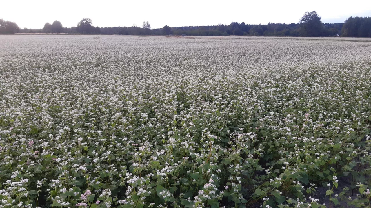 Bioaktywne związki obecne w gryce mogą wspomagać trawienie, regulować mikroflorę jelitową oraz redukować stres oksydacyjny.