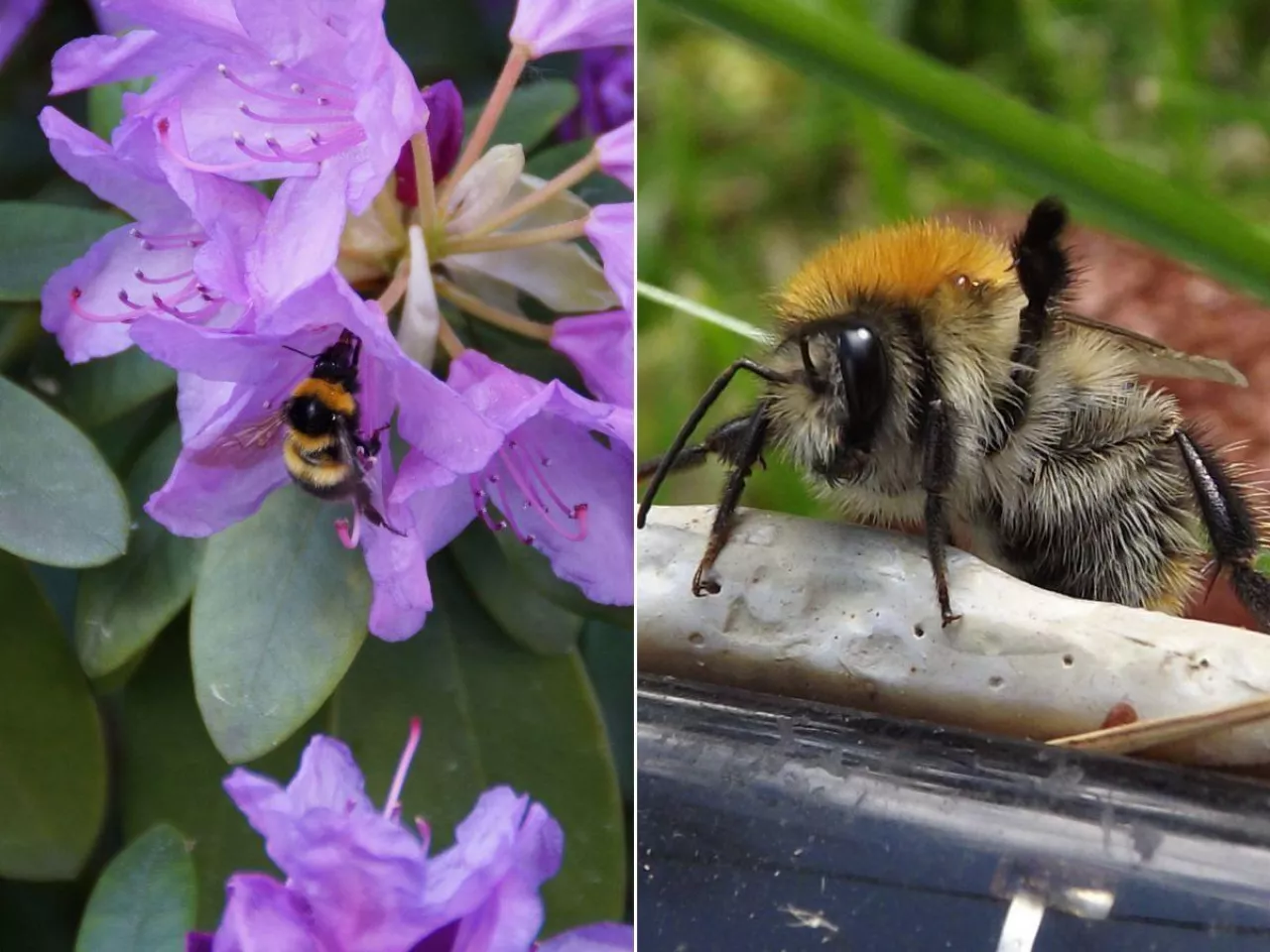 Nie tylko pszczoły. Poznaj pożyteczne owady zapylające