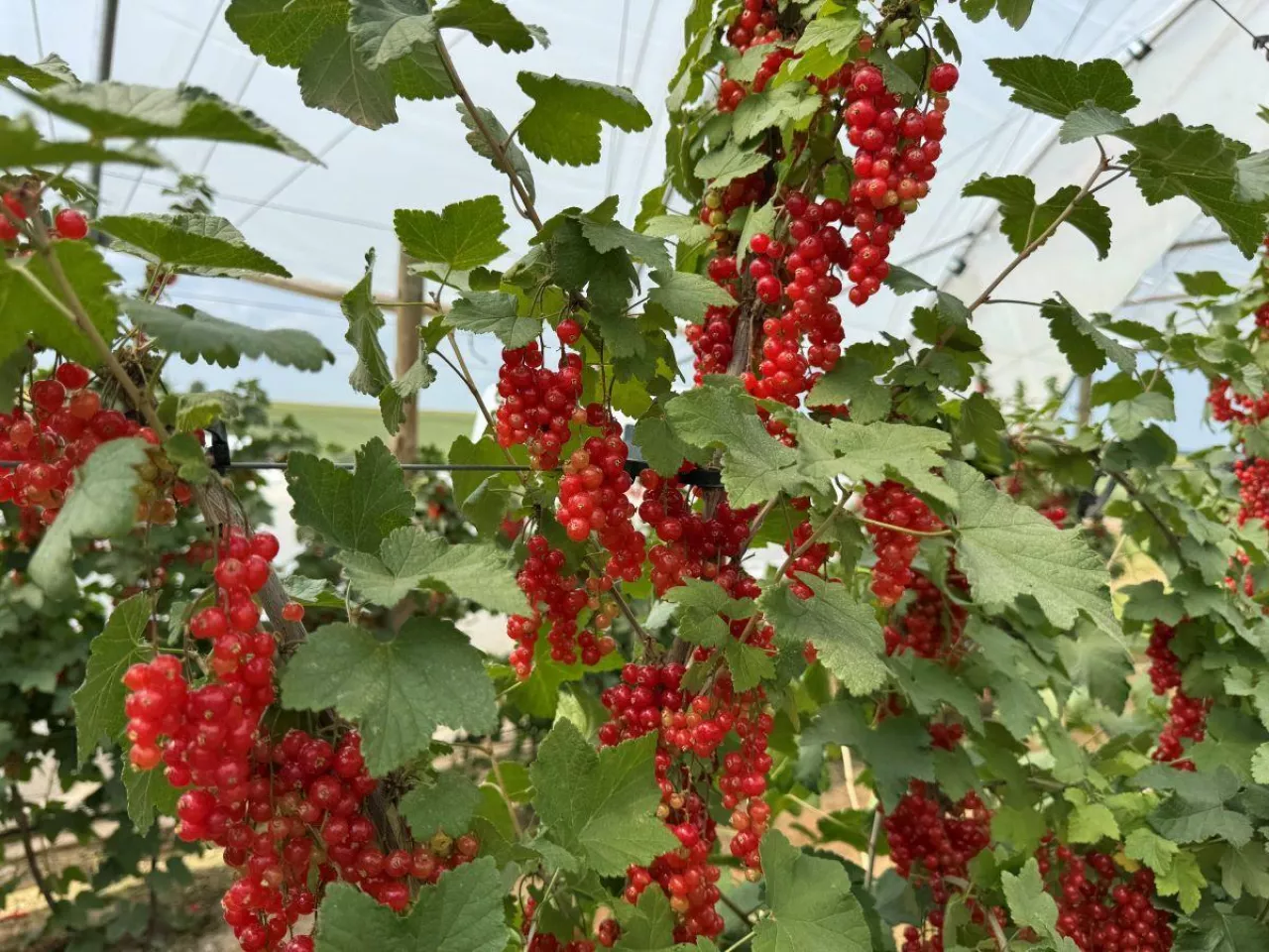 Porzeczki czerwone uprawiane w tunelu