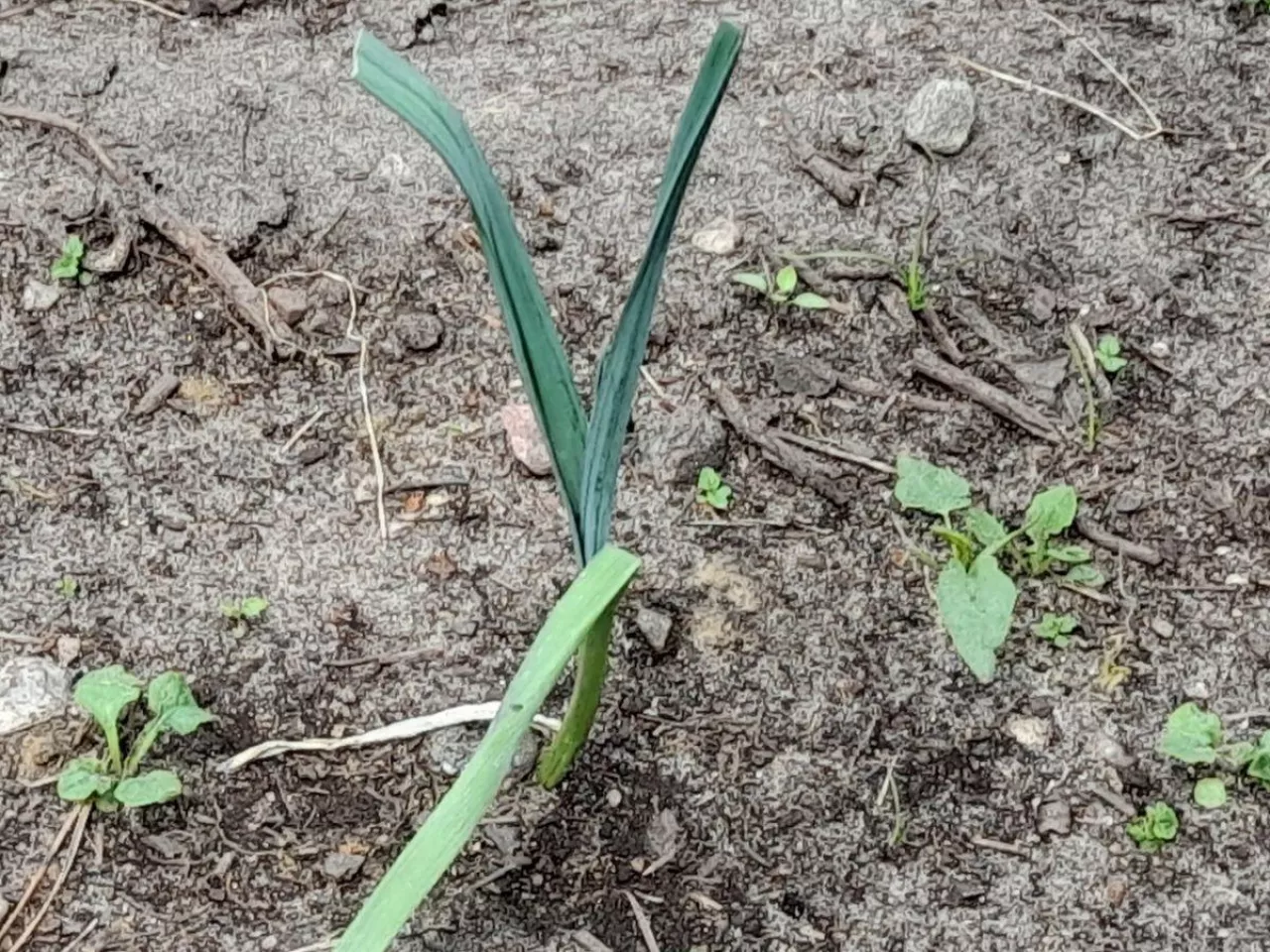 Jakie warzywa siać w lipcu? Sprawdzone propozycje