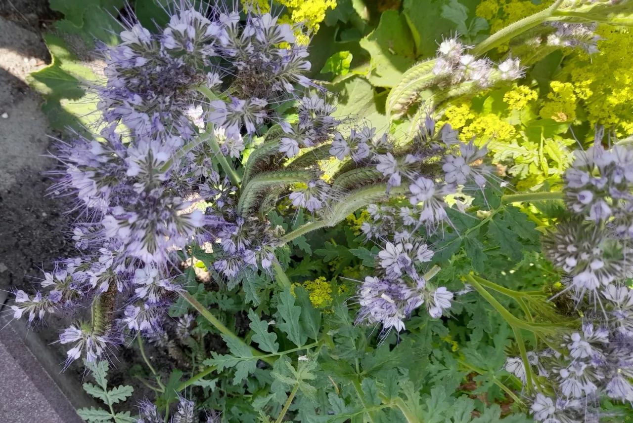 Pochodząca z Kalifornii facelia błękitna, zwana również wiązanką wrotyczową, uznawana jest za królową roślin miododajnych