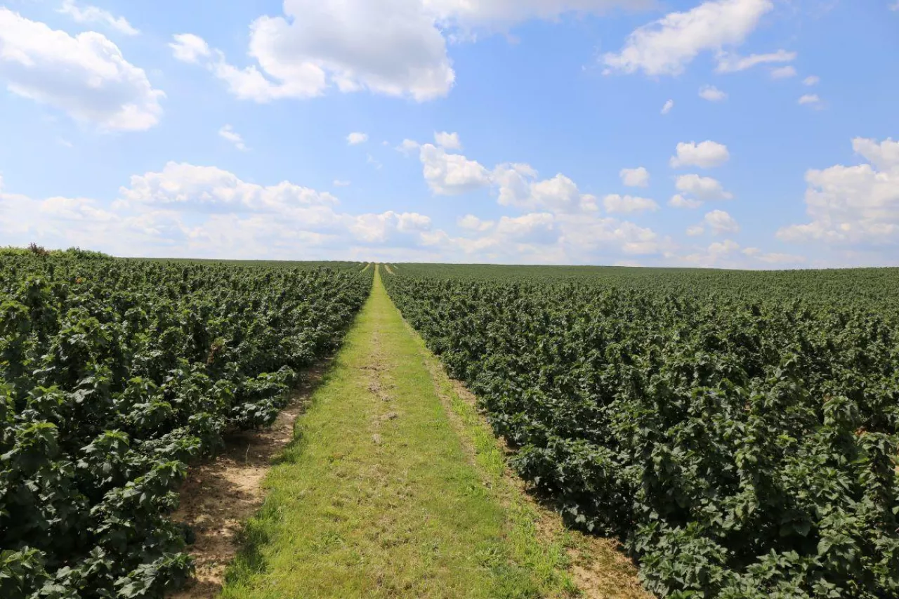 Kwatera porzeczki czarnej