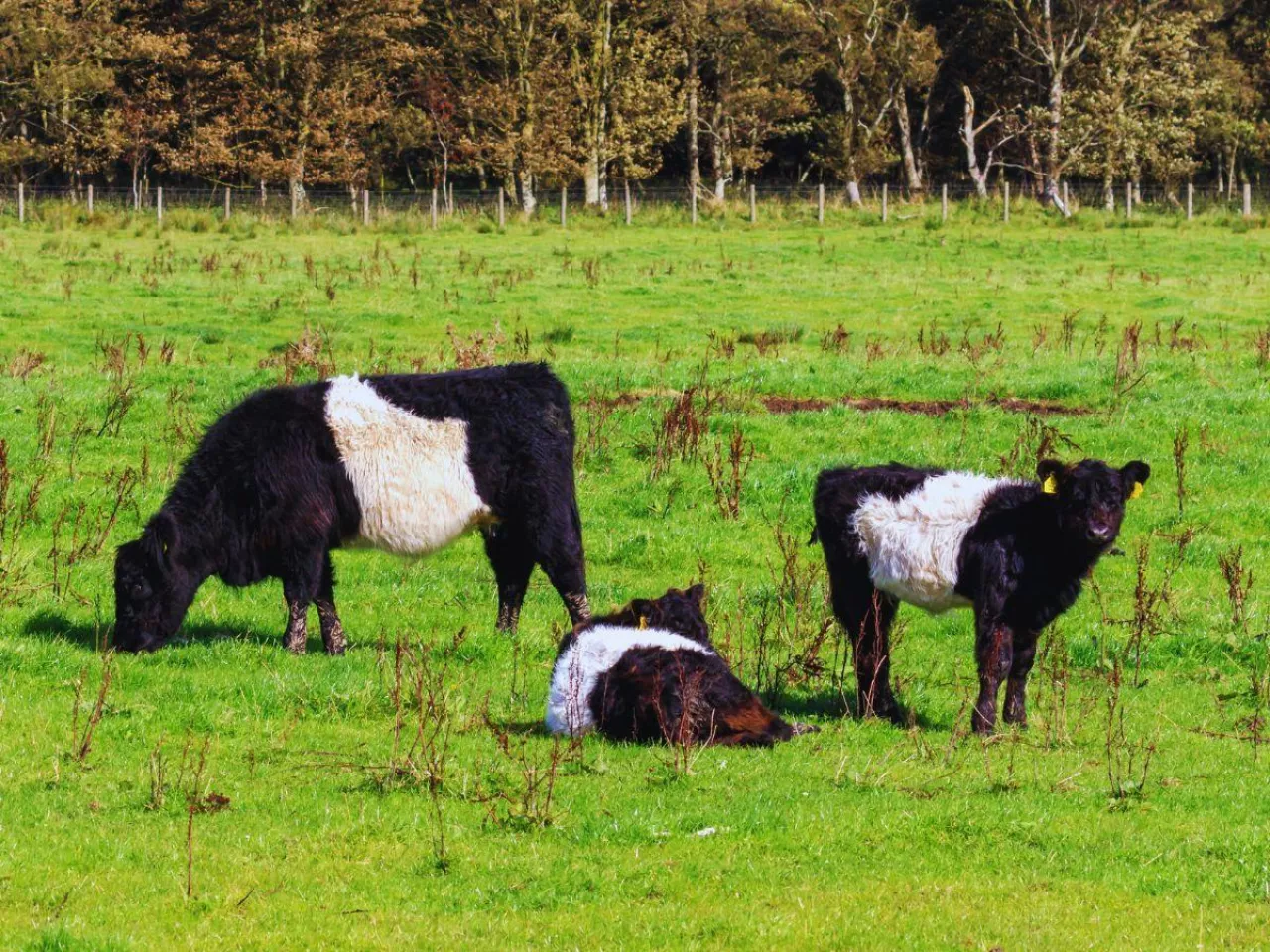 To się prawie nie zdarza. Krowa tej rasy urodziła bliźniaki