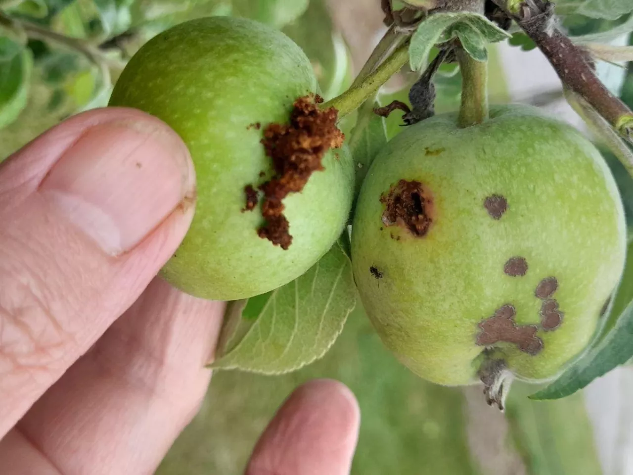 Owocówka jabłkóweczka znów atakuje