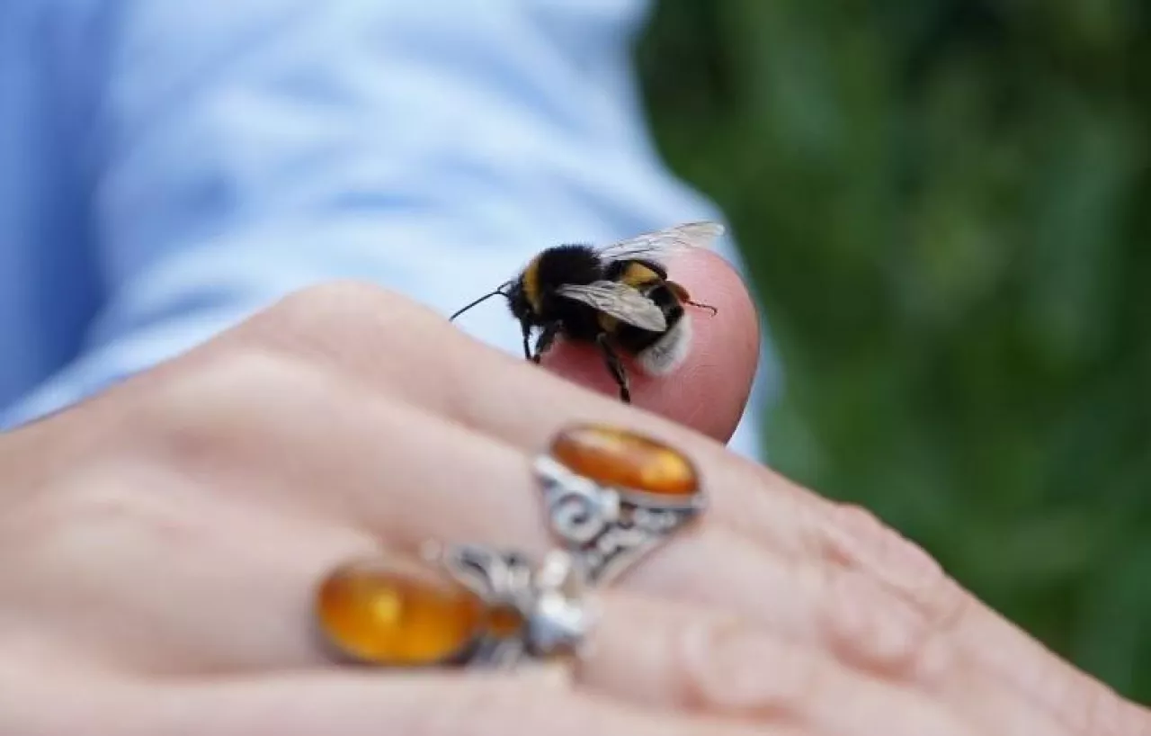 Trzmiel - niespodziewany uczestnik spotkania w Szczepanówce