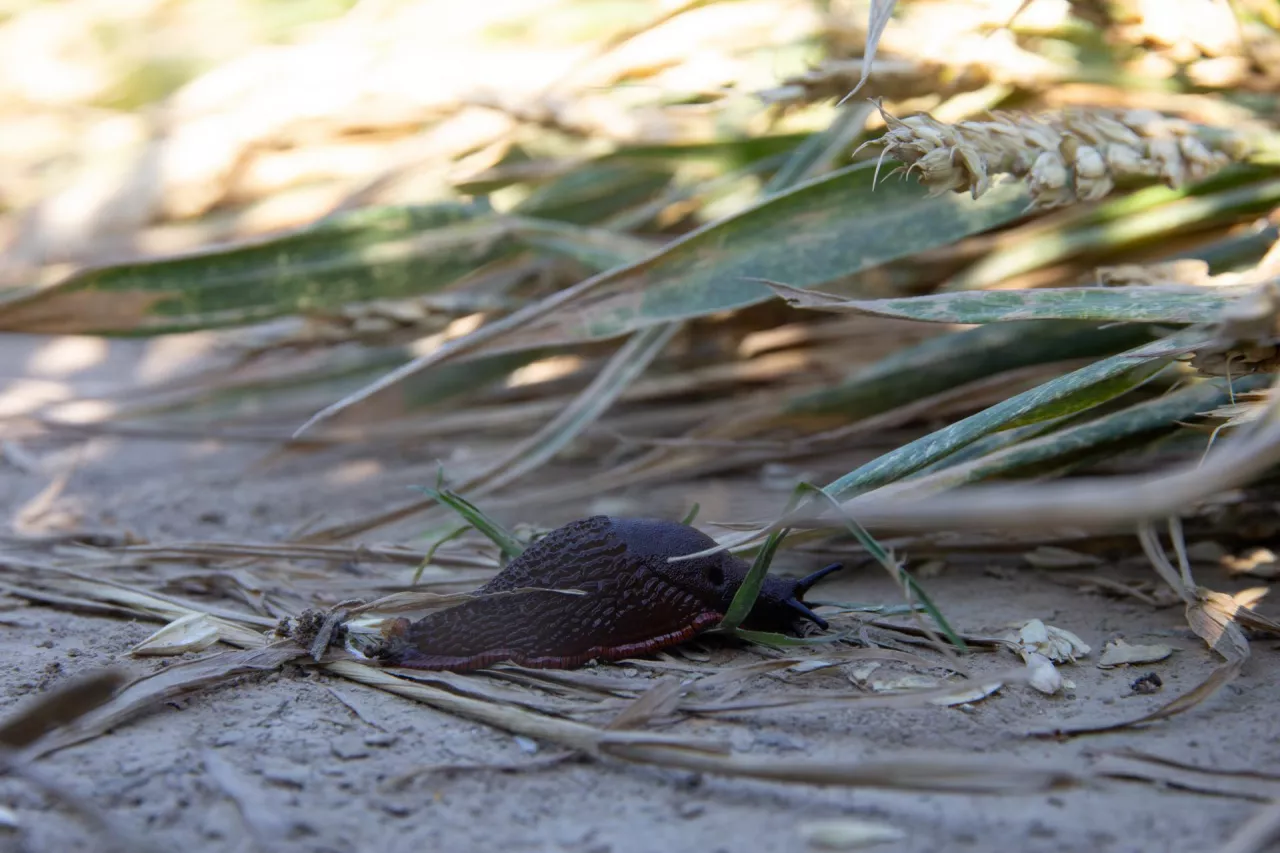 Ślinik wielki w pszenicy ślimak