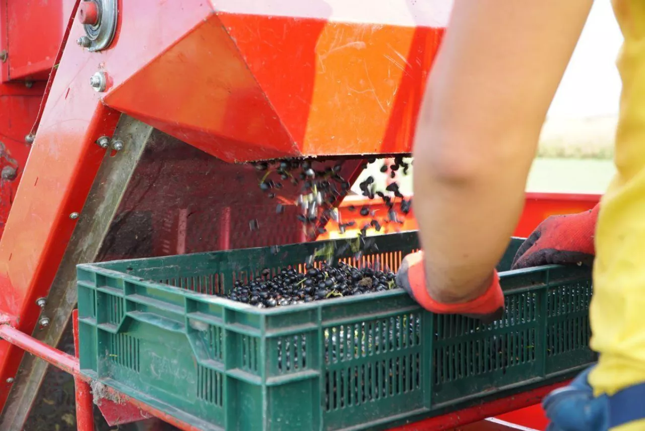 Zbiór porzeczki czarnej