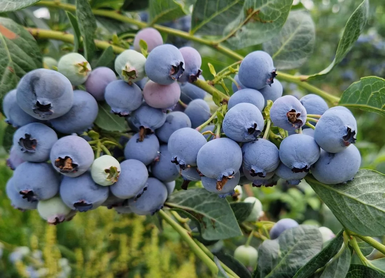 Ile kosztuje wyprodukowanie 1 kg borówki w 2025 roku?