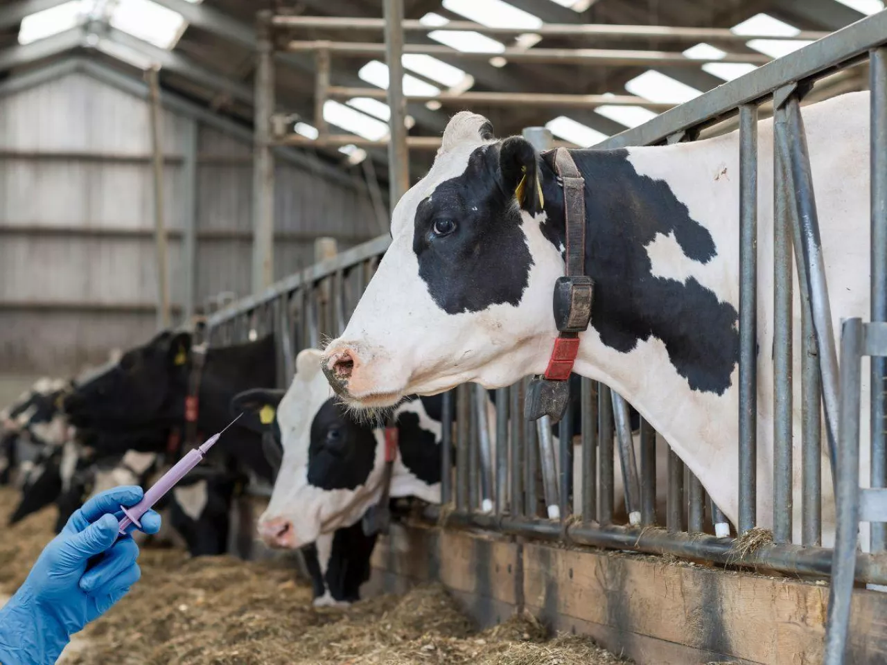 Jakie choroby znalazły się na liście objętej dotacją?