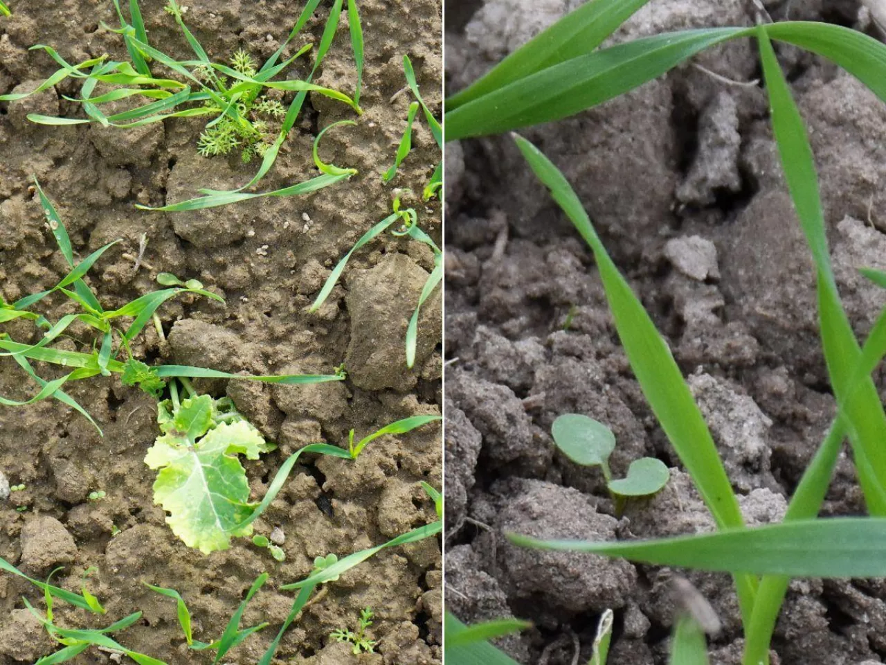 Jesienne odchwaszczanie zbóż. Dlaczego nie warto czekać do wiosny?