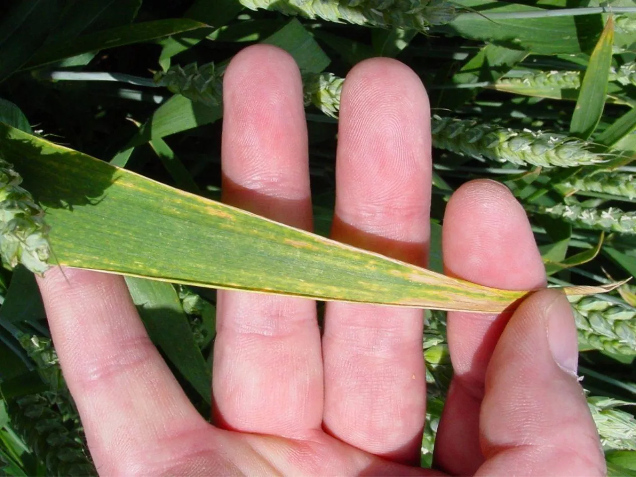 Groźny wirus rozprzestrzenia się w Polsce. Już 10 województw zagrożonych