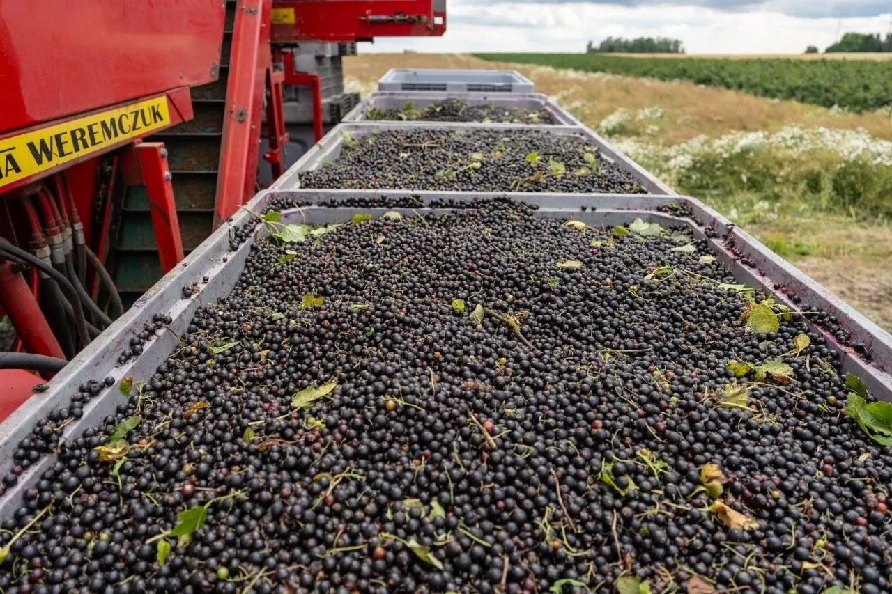 Porzeczka w kistenach