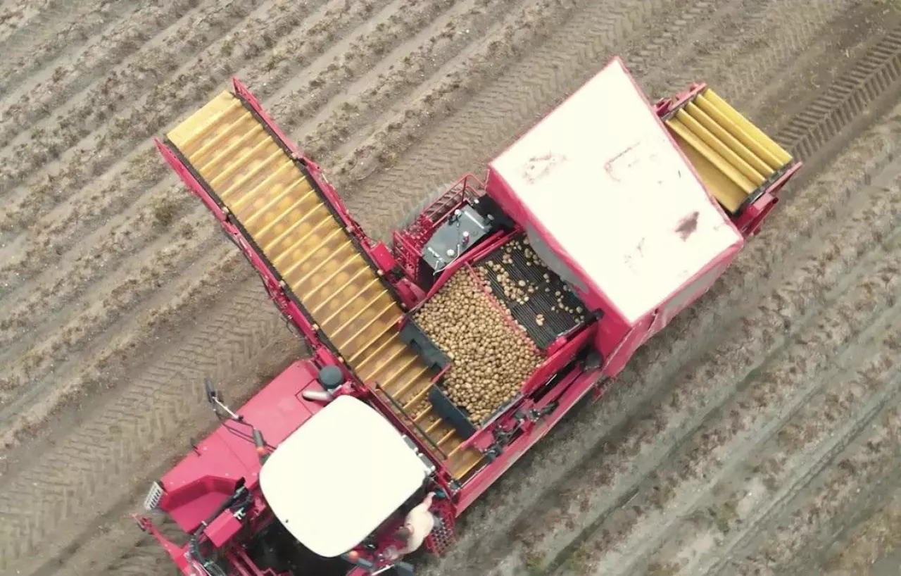 Tragi Ziemniaczane w Potęgowie