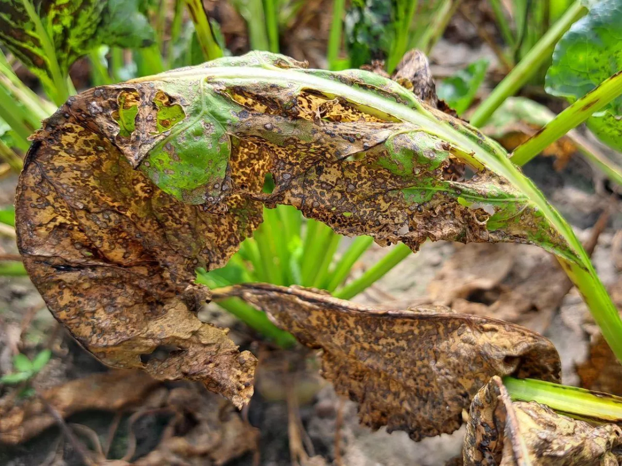 Ostatni zabieg fungicydowy w buraku cukrowym. Jak i czym pryskać?
