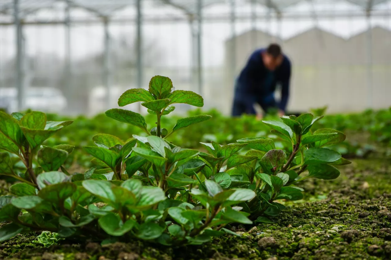 Jakie obowiązki KRUS dla rolników prowadzących dział specjalny produkcji rolnej?