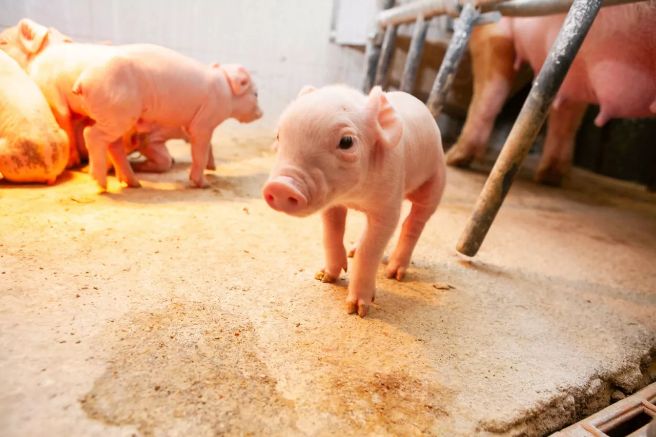 prosięta, porodówka