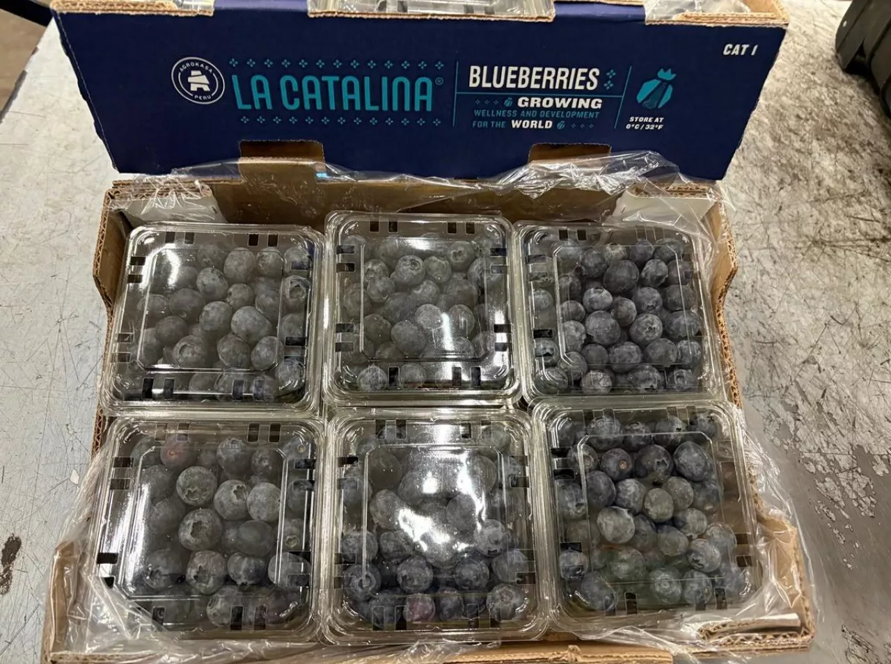 Borówki z oferty SFI