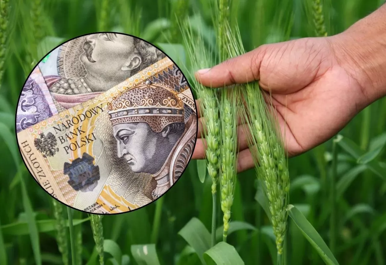 kłos trzymany w dłoni, banknoty