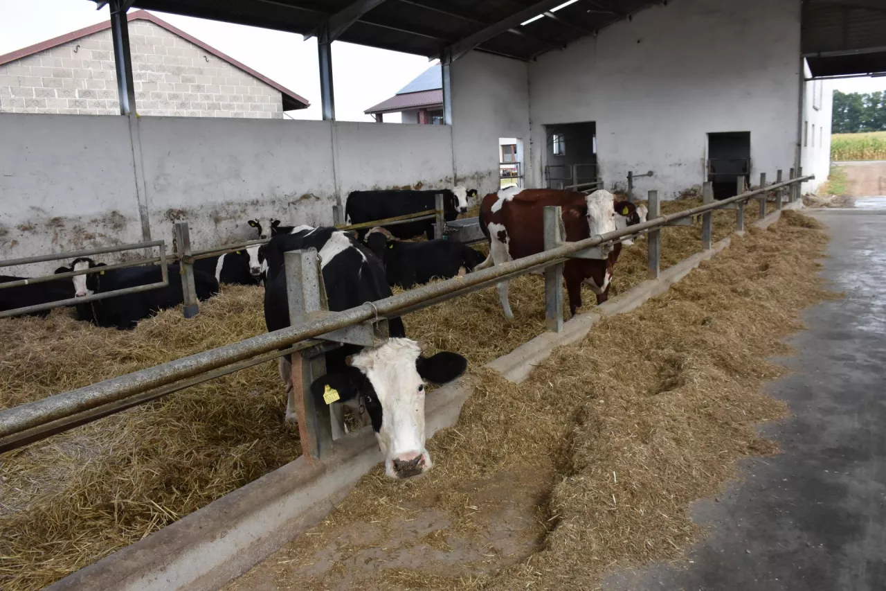 Nowa obora o wymiarach 13,5 x 30 m