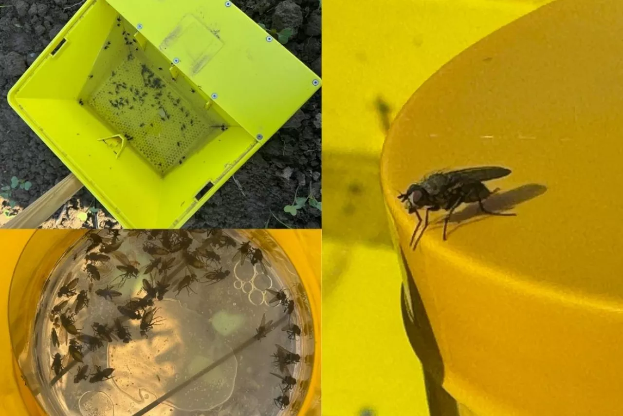 Śmietka kapuściana 10.09.2025 