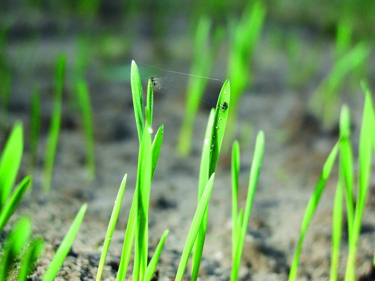 mszyce na zbożu jesienią
