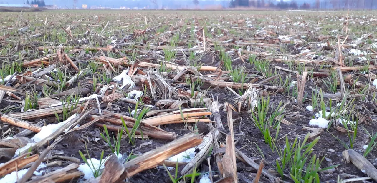 pszenica po kukurydzy