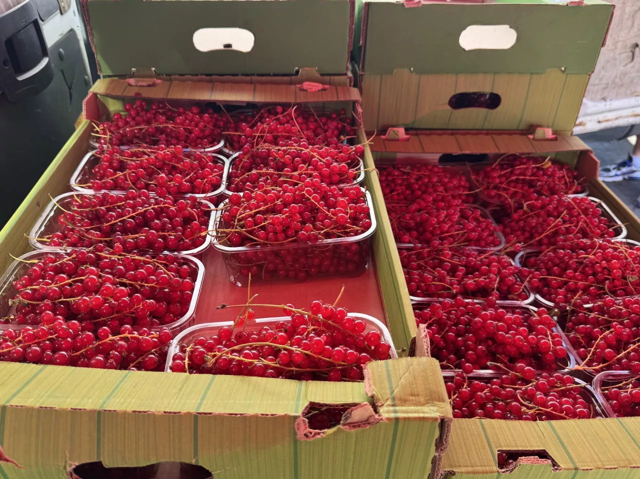 Porzeczki oferowane na Broniszach 22 września 2025 roku